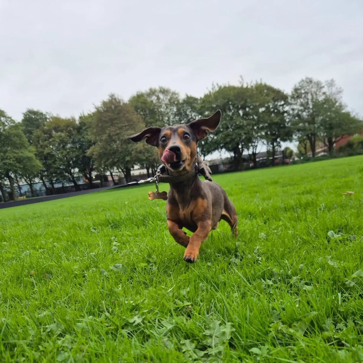 A week in the life of our dog walking social enterprise...

Plenty of walks, waggy tails and happy faces!

&mdash;&mdash;&mdash;&mdash;&mdash;&mdash;

Looking for a dog walker? We have mid-morning and afternoon slots available Monday to Friday in Pre
