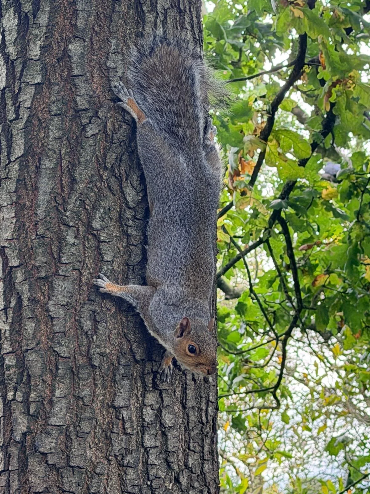 &ldquo;That was cool!&rdquo; - said Henry when asked for a quote about this squirrel that hung upside down on a tree hoping we had some nuts in our pockets.

There&rsquo;s something about getting outside that just makes a difference&hellip; 🌿🐾

For