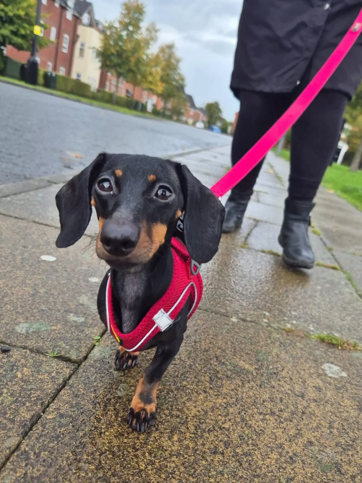 A look at some of the little faces we&rsquo;ve been out exploring with last week 🐶 

It&rsquo;s been another fun week of adventures, fresh air, good smells and wagging tails.

Got a dog that would like to join us? We&rsquo;ve got rare morning and af