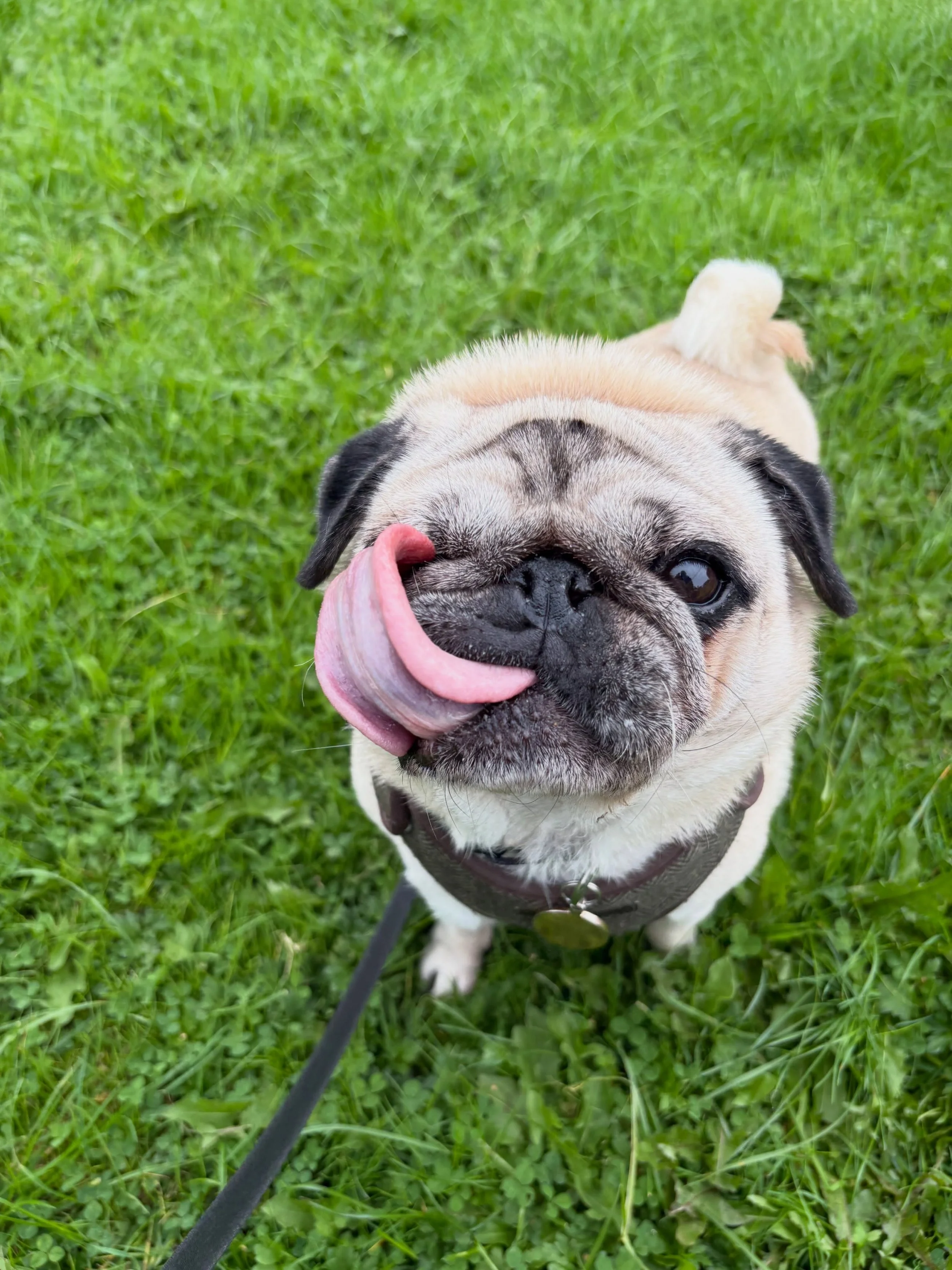 Wishing you all a very happy Tongues Out Tuesday&hellip; 🐶 

#tongueouttuesday #dogwalking #socialenterprise #dogwalker #penwortham