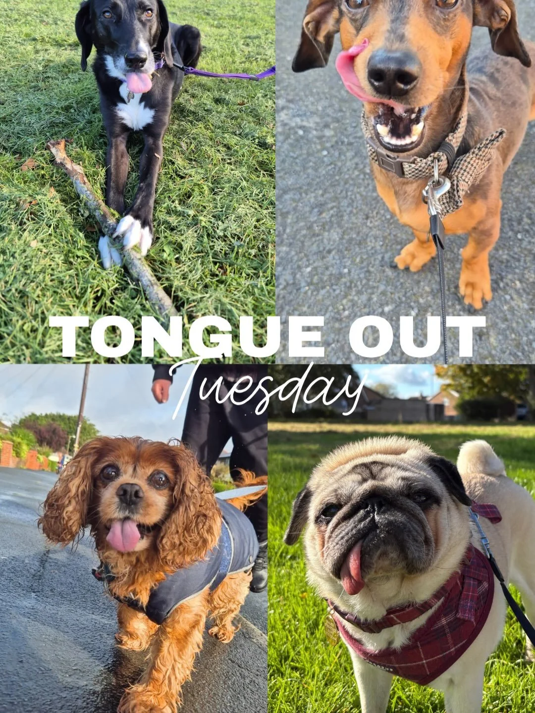 Time for another Tongue Out Tuesday&hellip;!

(&amp; yes, our phones are almost entirely full of photos of tongues out and wagging tails!) 

#tongueouttuesday #dogwalker #penwortham #socialenterprise #learningdisability
