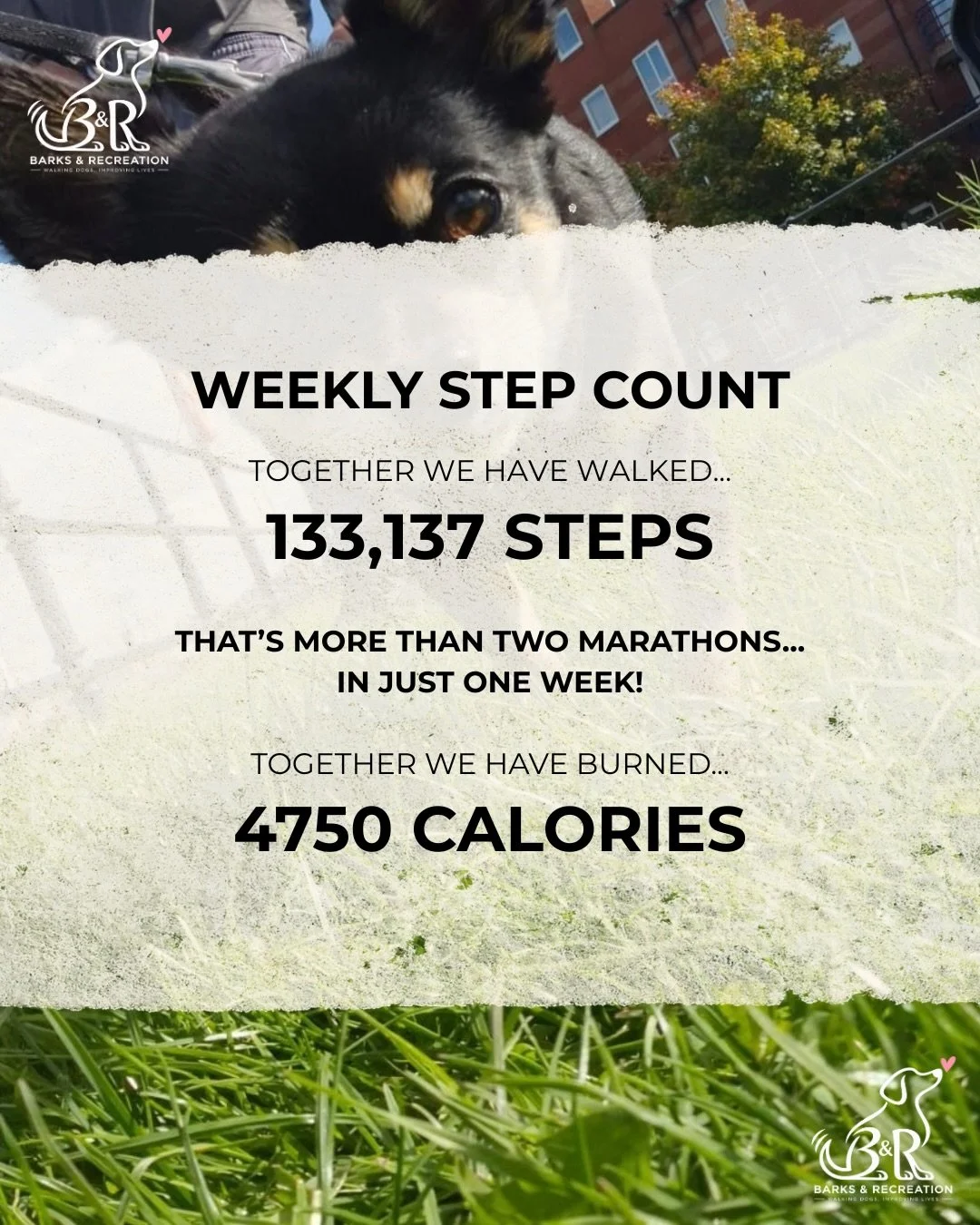 I think that might be a new record&hellip; 🐶 

#dogwalking #socialenterprise #preston #lancashire #dogwalk