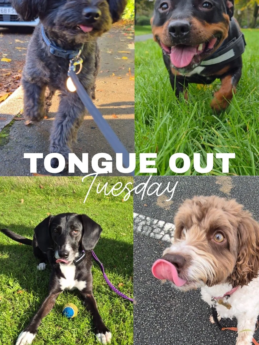 Some fine candidates for our Tongue Out Tuesday reel this week 👅 

#dogwalk #lancashire #socialenterprise #preston #tongueouttuesdays