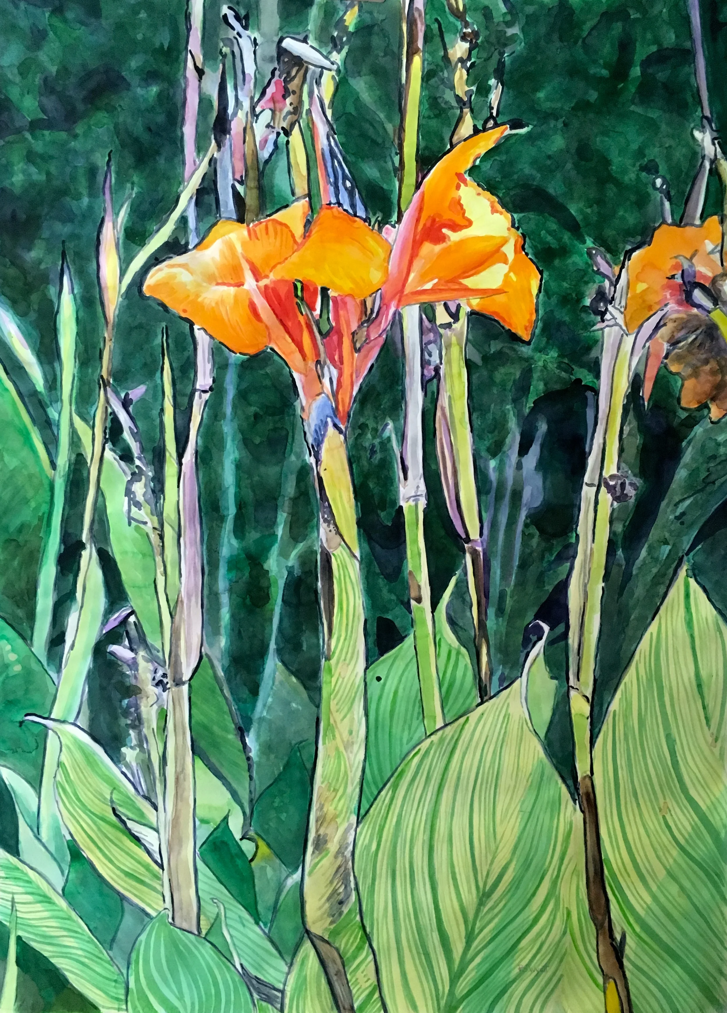 Canna Whisper