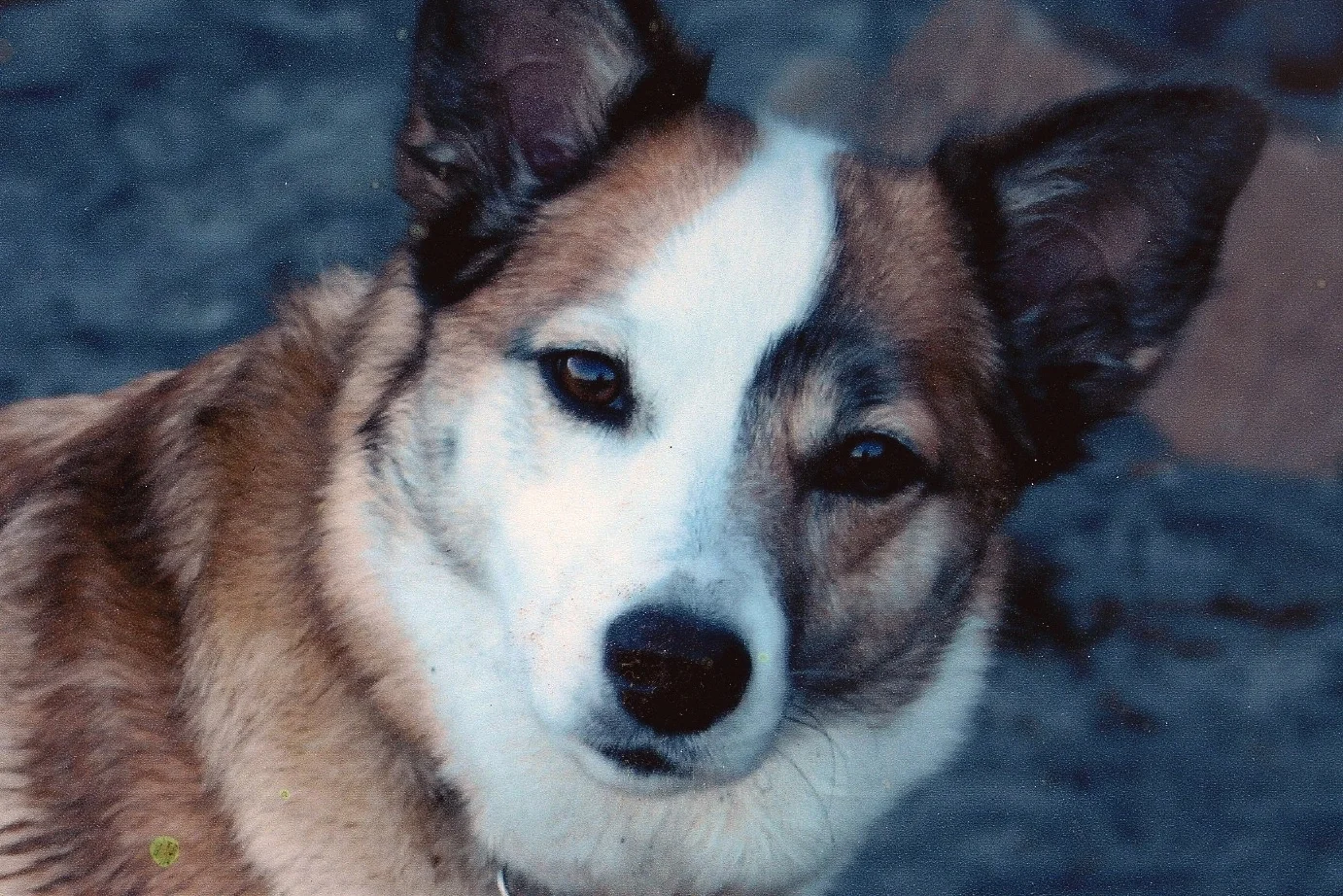 Denali.jpg