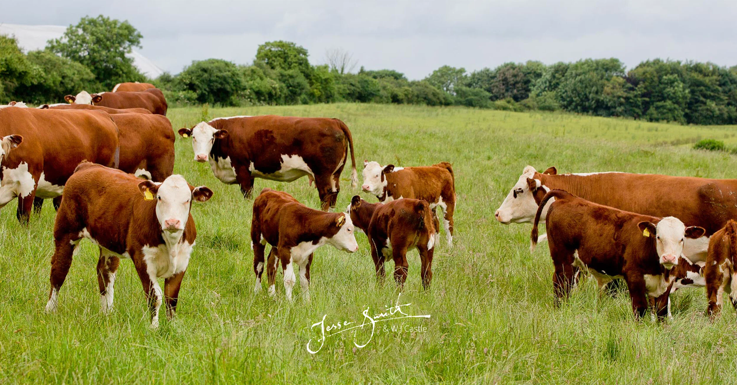 Jesse Smiths Butchers Quality Butchers Shops and Wholesale Meat Suppliers