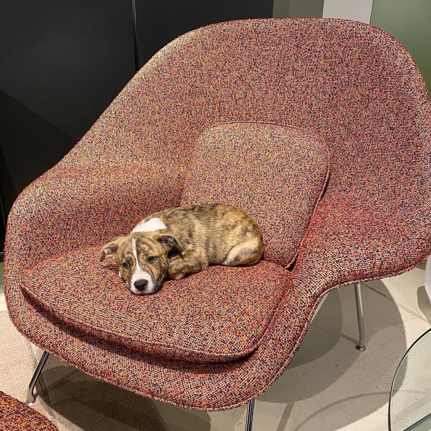 The epitome of doggie beds. Model: Hugo Sloth Hayes. Visit Hugo (in person? in dog?) at @thekabine .