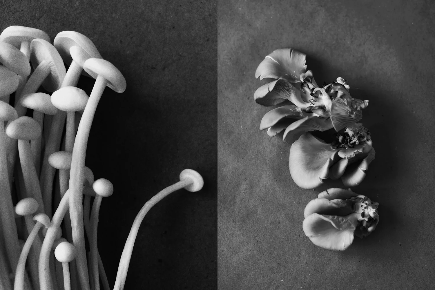 Food Photographer Dena Robles B/W mushrooms on film