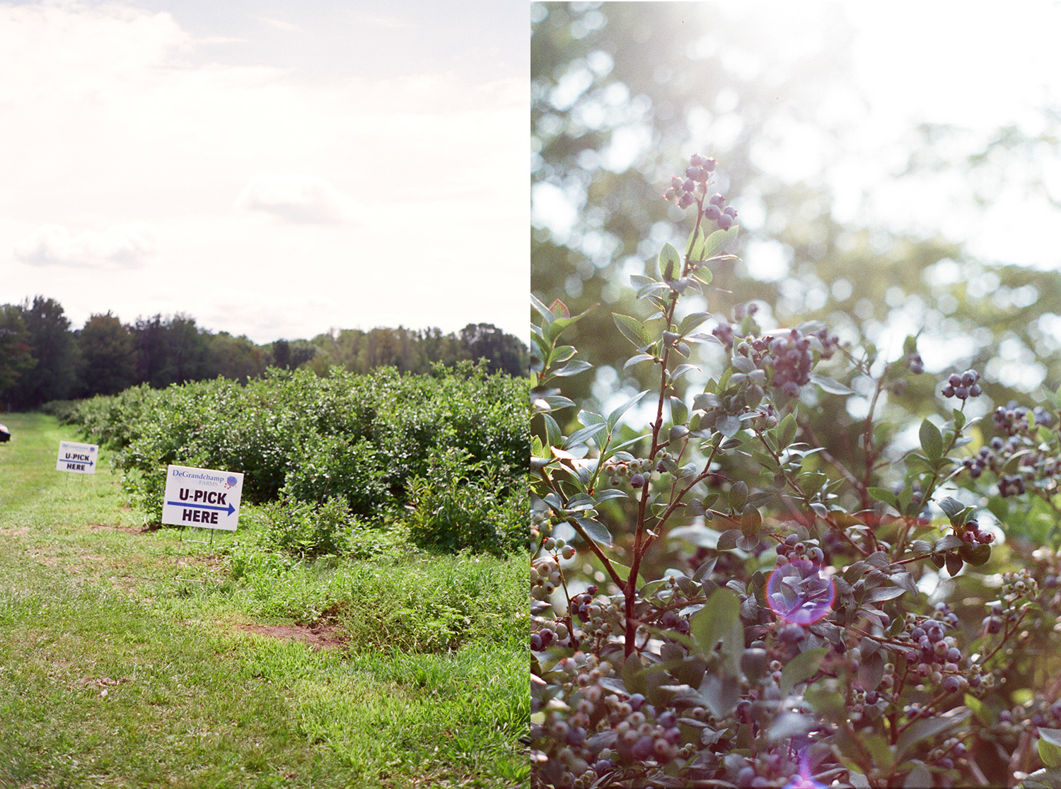blueberry farms South Haven Michigan