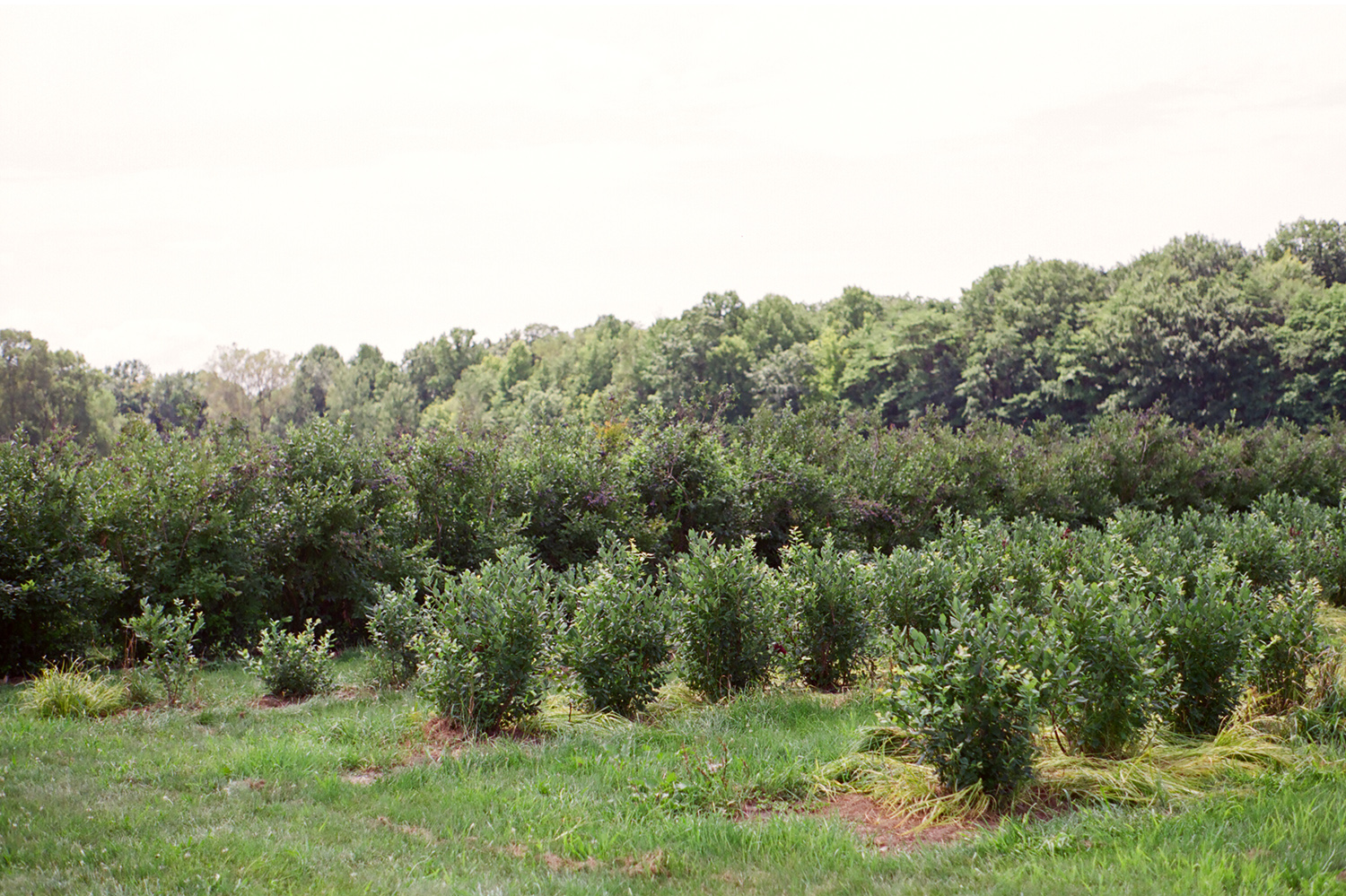 blueberry picking in michigan