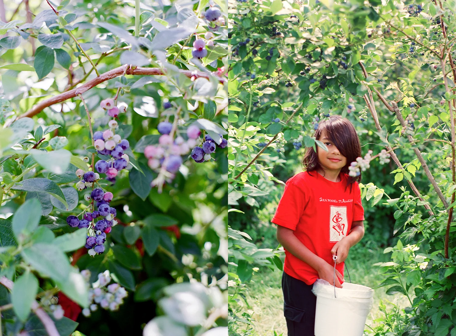 kids picking blueberries in the summer