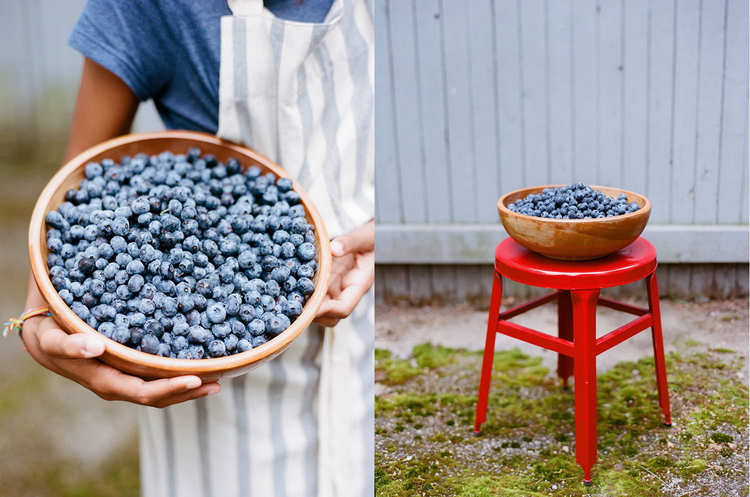Harvesting Blueberries