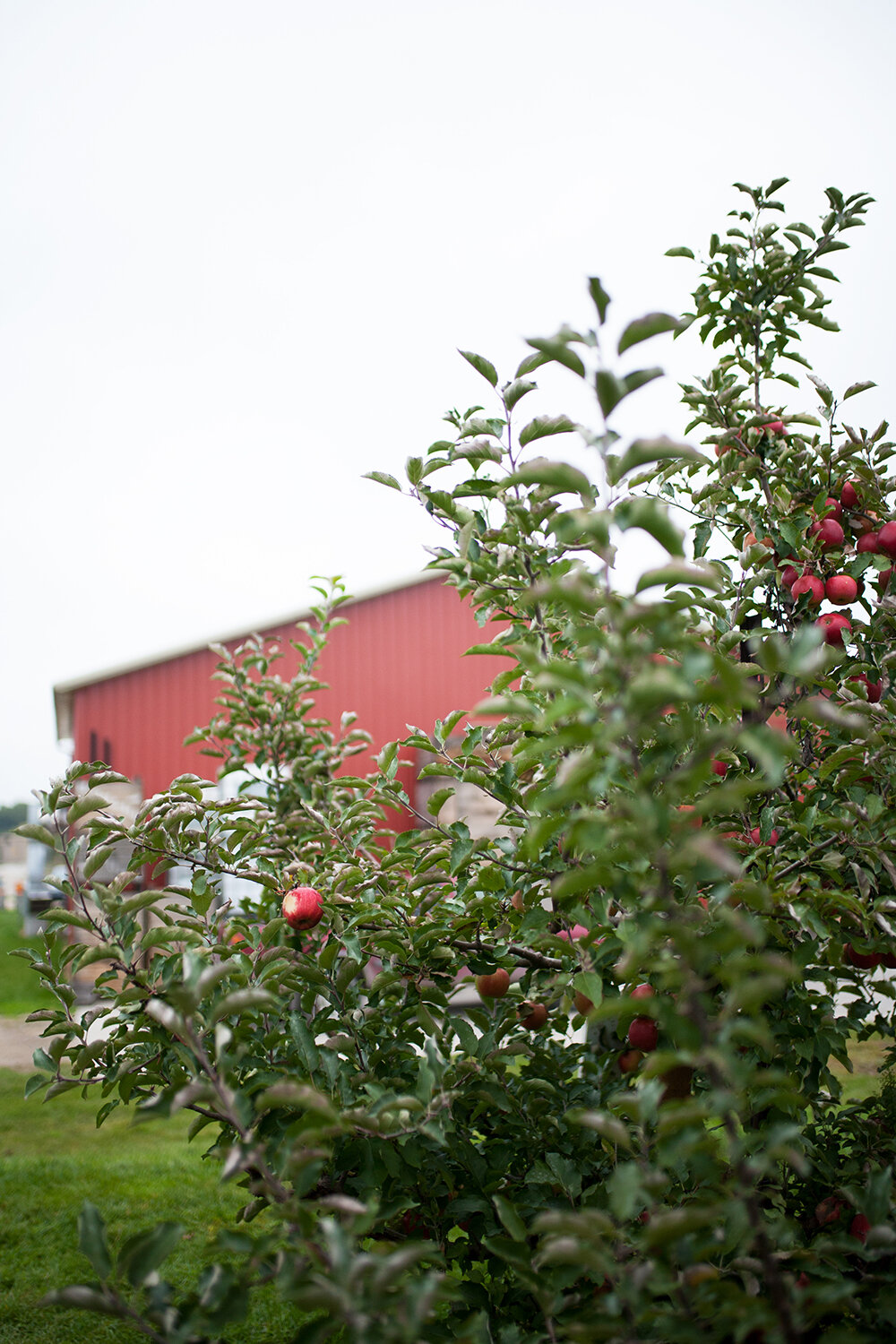 farm_to_table_apple08.jpg