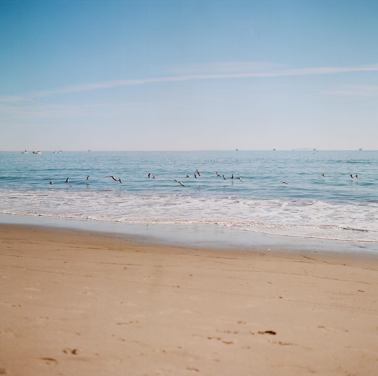 He&rsquo;s a dolphin. I&rsquo;m a bird. Both at home at the ocean. #mycrazymancam #hasselblad500c #fujireala #eastbeachsb #santabarbarastyle #zapskimboards #blackskimmers #shootitwithfilm #35to120 #analoguevibes #californiaonfilm  #lakemichiganbeach 