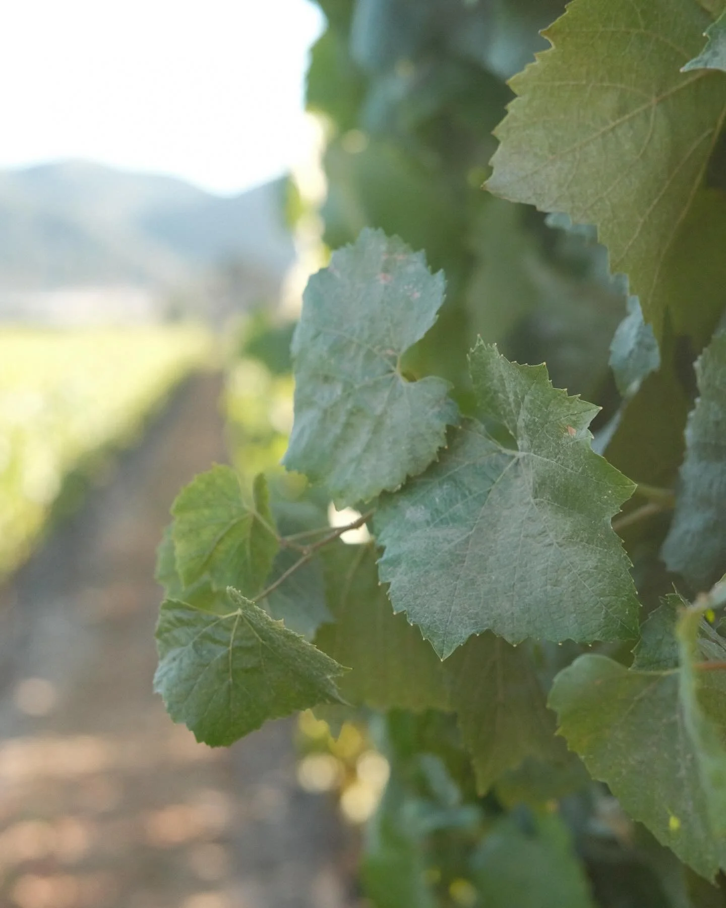 I always find comfort in nature; the wild, tangled messy surprises of nature, right alongside the symmetrical manicured and curated grapevines in the vineyard. I&rsquo;m half left and half right, a rigid type A warring with my groovy type B+ all find