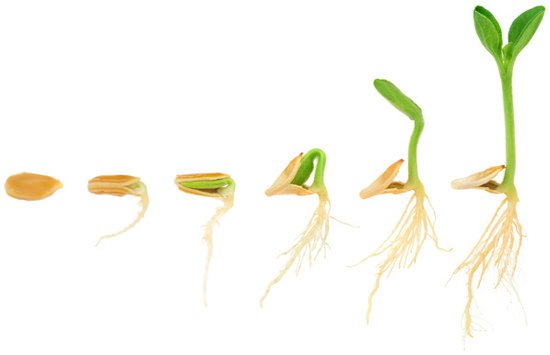 once the seed sprouts, phytic acid is degraded to phosphorous which the plant uses to grow.