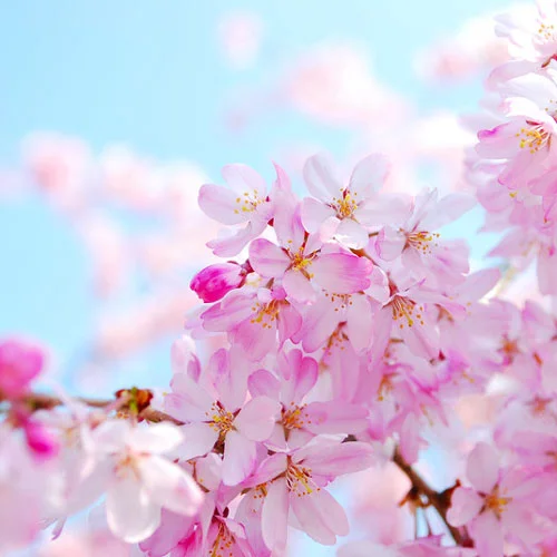 SPRING ALLERGIES BY DR.NANCY TAYLOR
