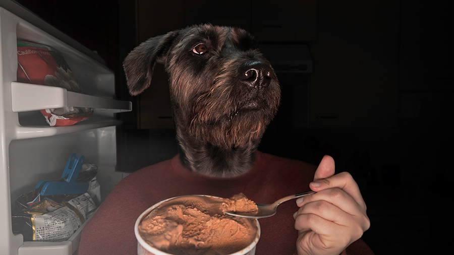 Late Night Snack