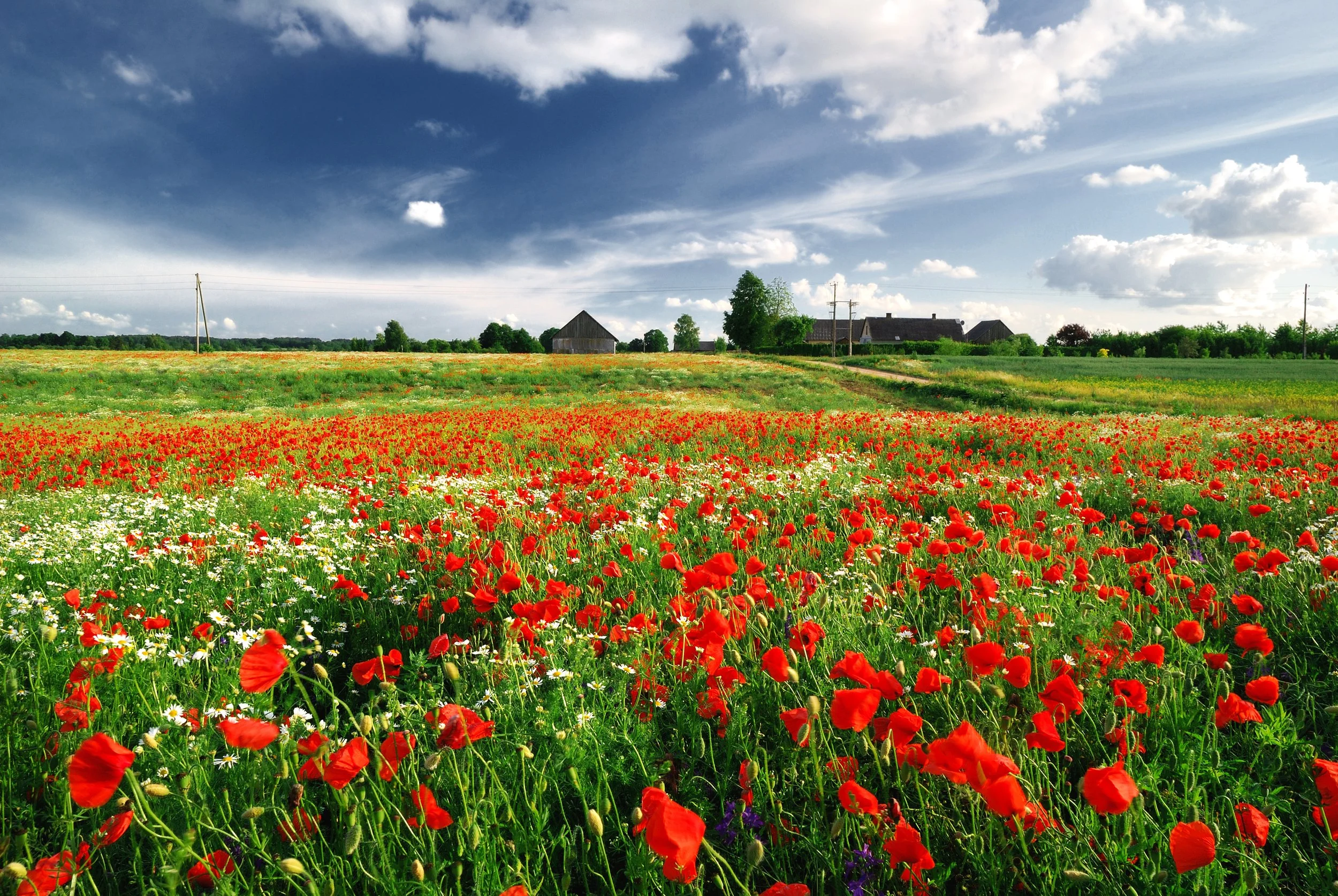 a-poppy-field-and-a-country-house-in-latvia-SBI-300738845.jpg