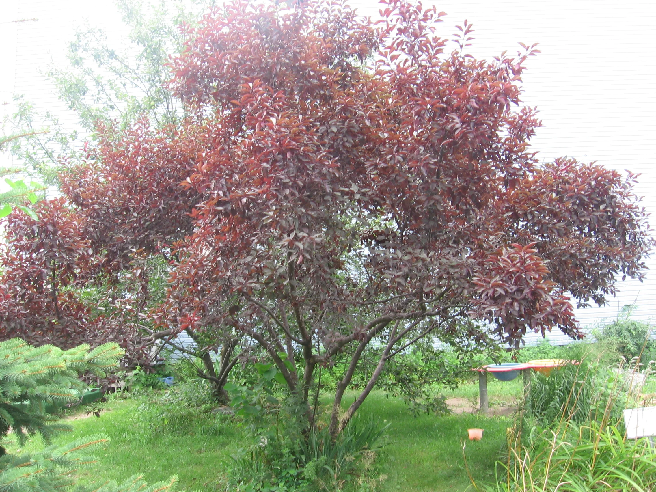 FAMILY TREE by Natalie_06.JPG