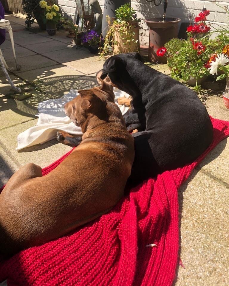 🎶Sittin&rsquo; in the morning Sun🎶 💛  #OtisRedding #BonnieRaitt ❤️ #BillieHoliday
#UnconditionalLove 🐕  #ItsaDogsLife 🐕 #MansBestFriend 🐕 FourLeggedFriends #Sisters 🐕🐕❤️