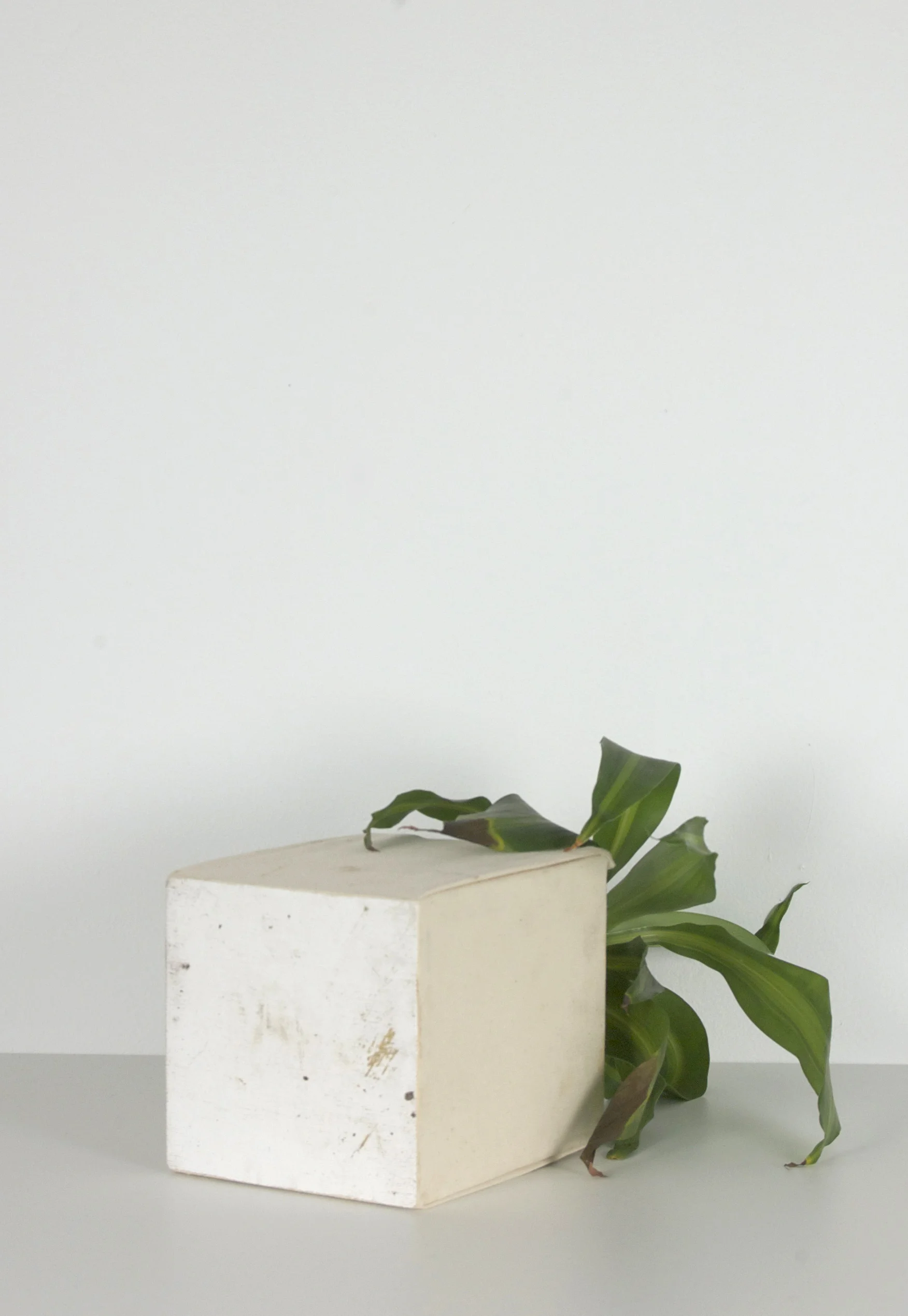 Painting Possibilites (Plant), 2014