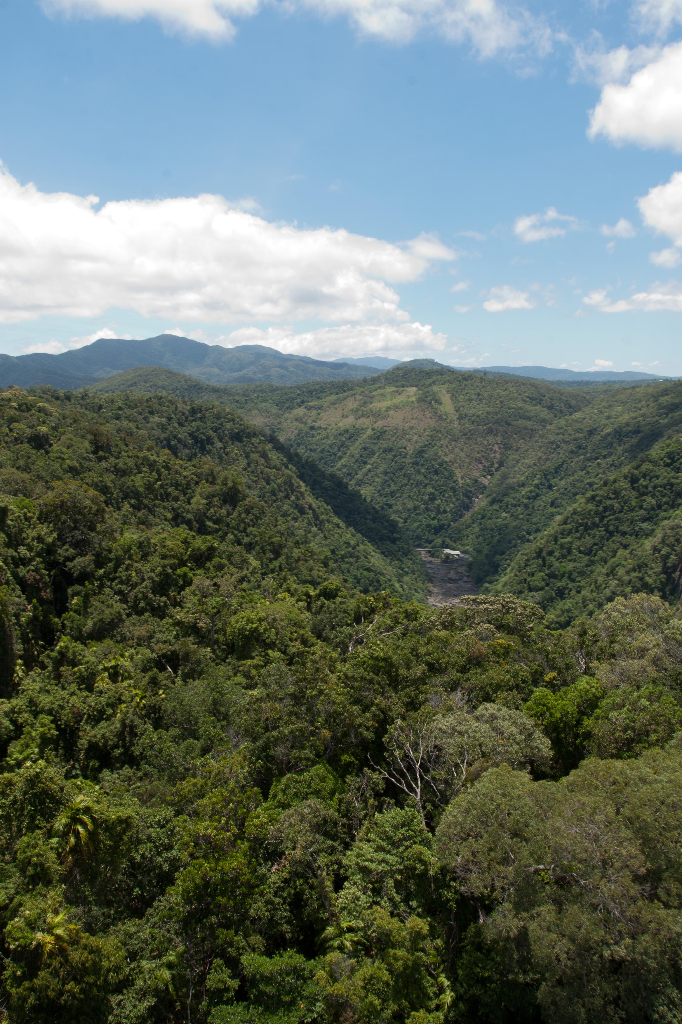 Forest cover on the Blue Mountains outside Sydney, Australia. 