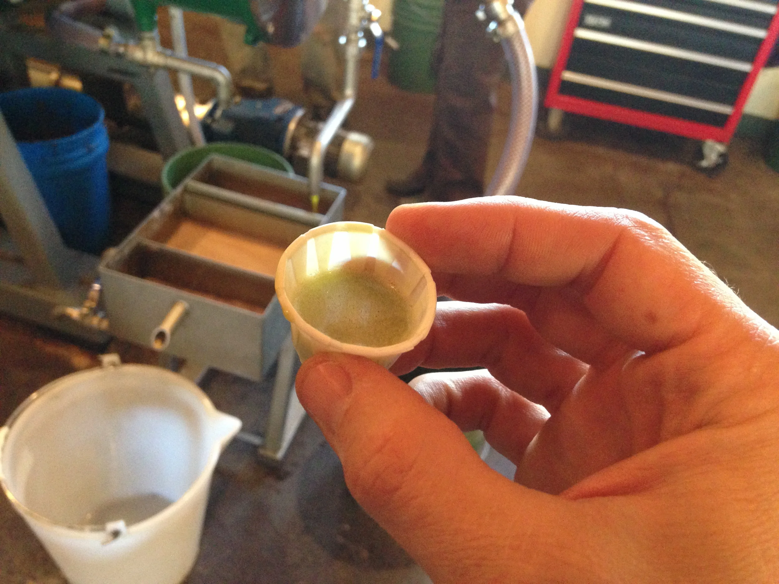 OliveTastingHand.JPG