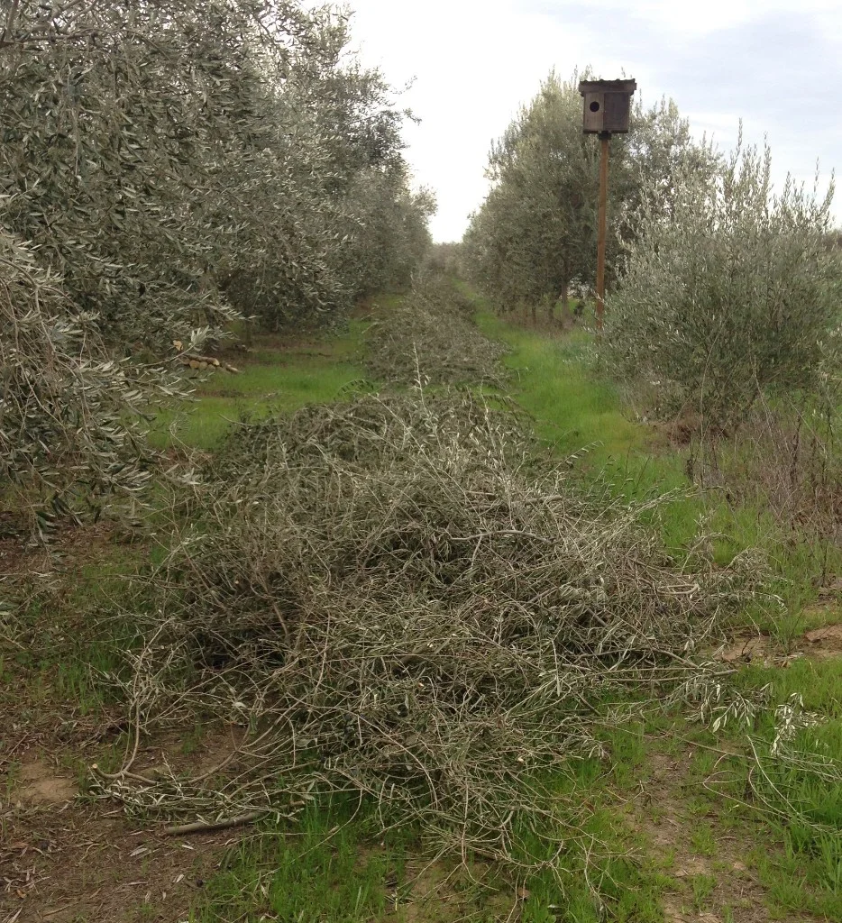 All in a day's (or five) work. Prunings in the aisle ready for chipping.