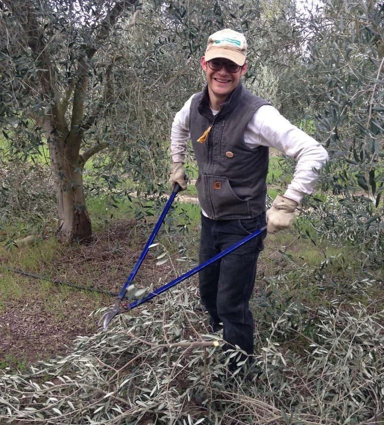 Colin pruning the Frantoio's on a chilly March morning.