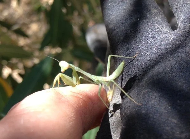 Baby praying mantis.