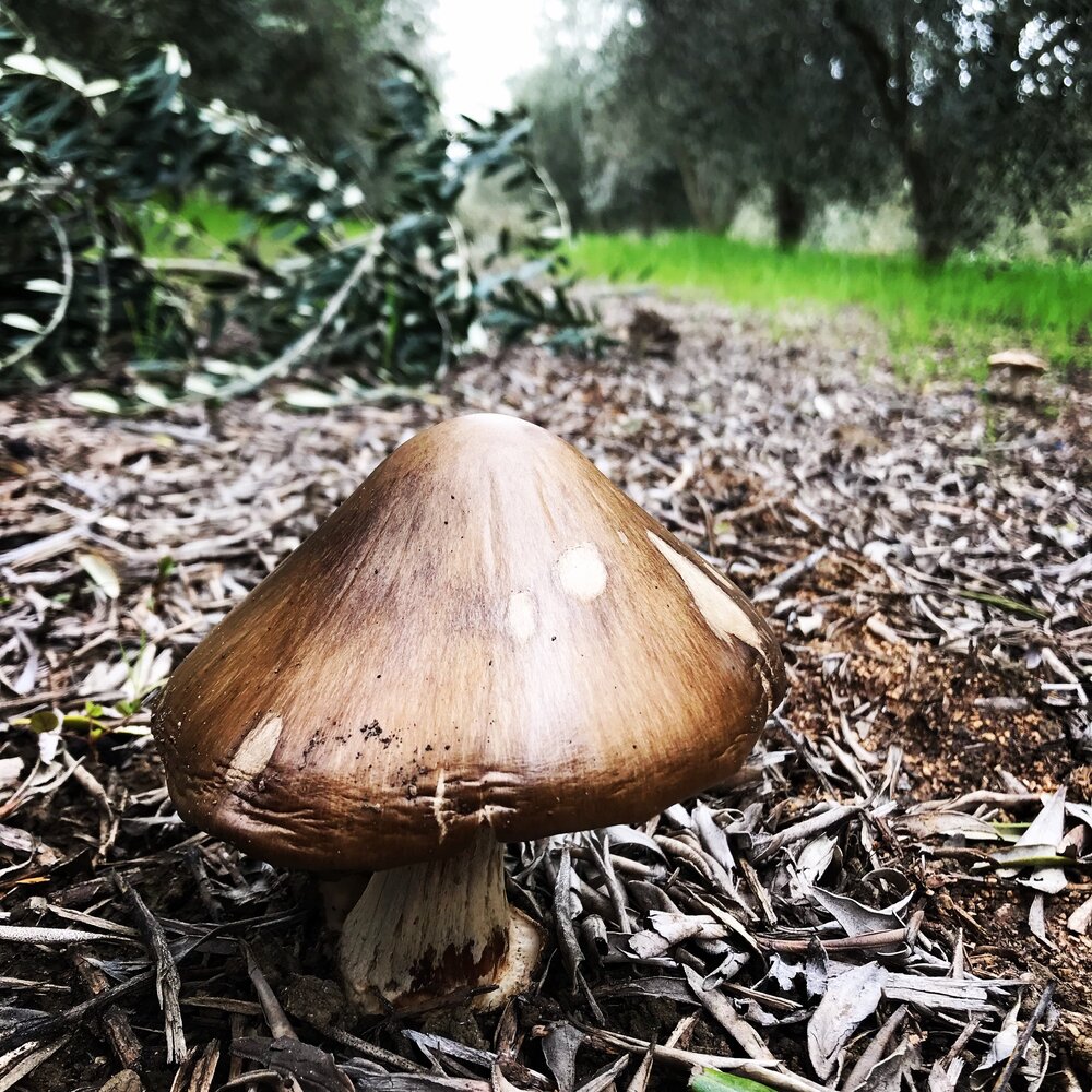 sm_mushroom.jpg