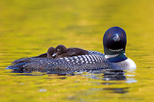 O original Loon
