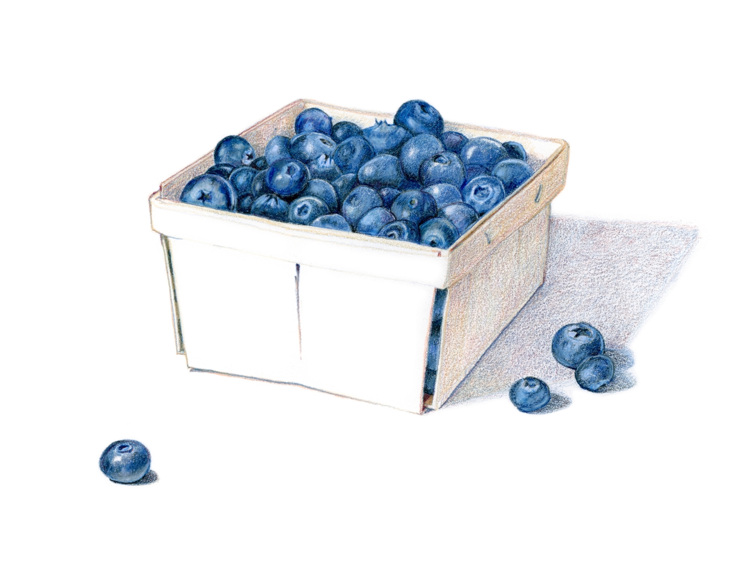 A basket of blueberries - Colored pencil