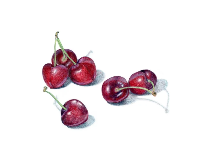 Bing cherries, colored pencil