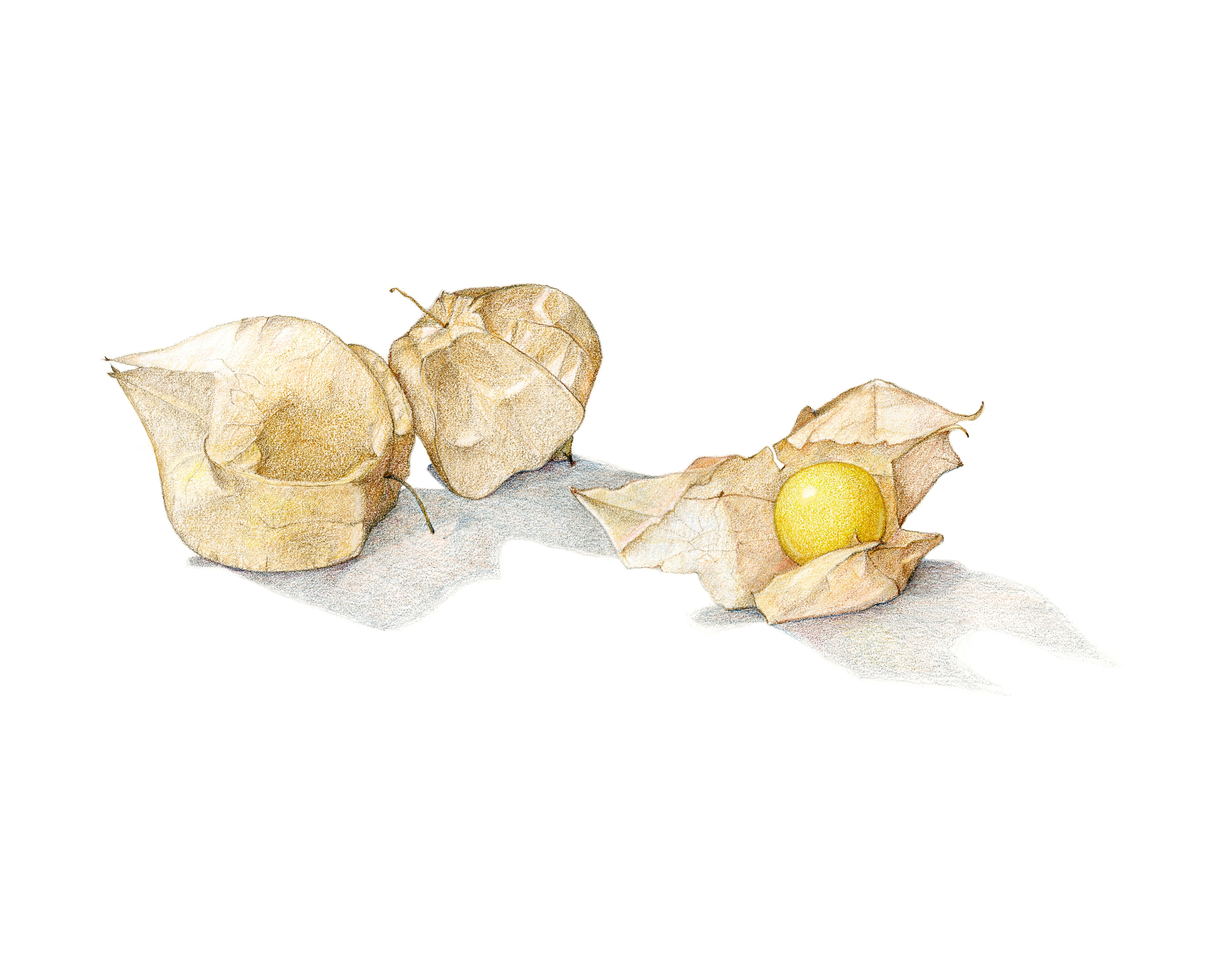 Ground cherries, colored pencil