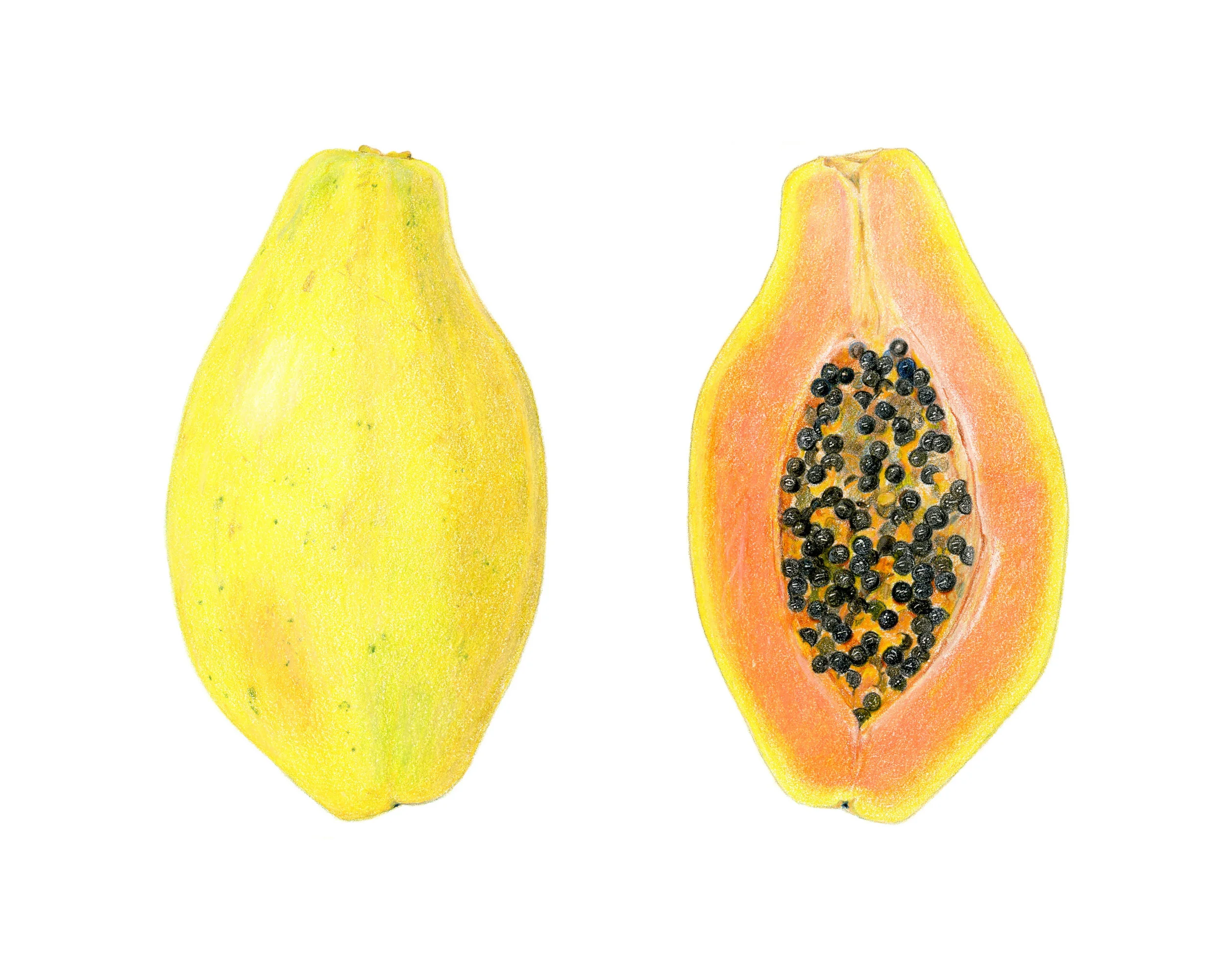Papaya, colored pencil
