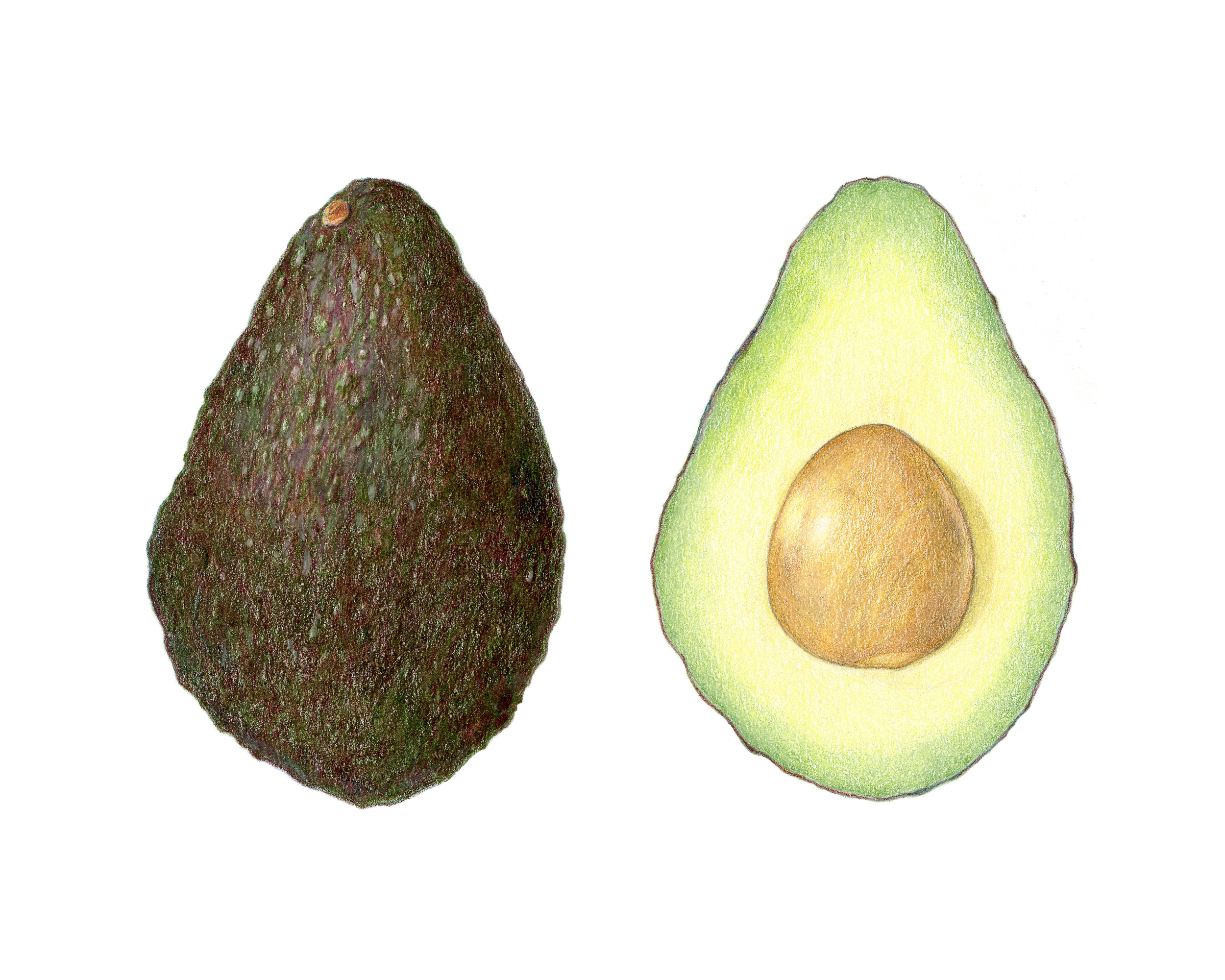 Avocado, colored pencil