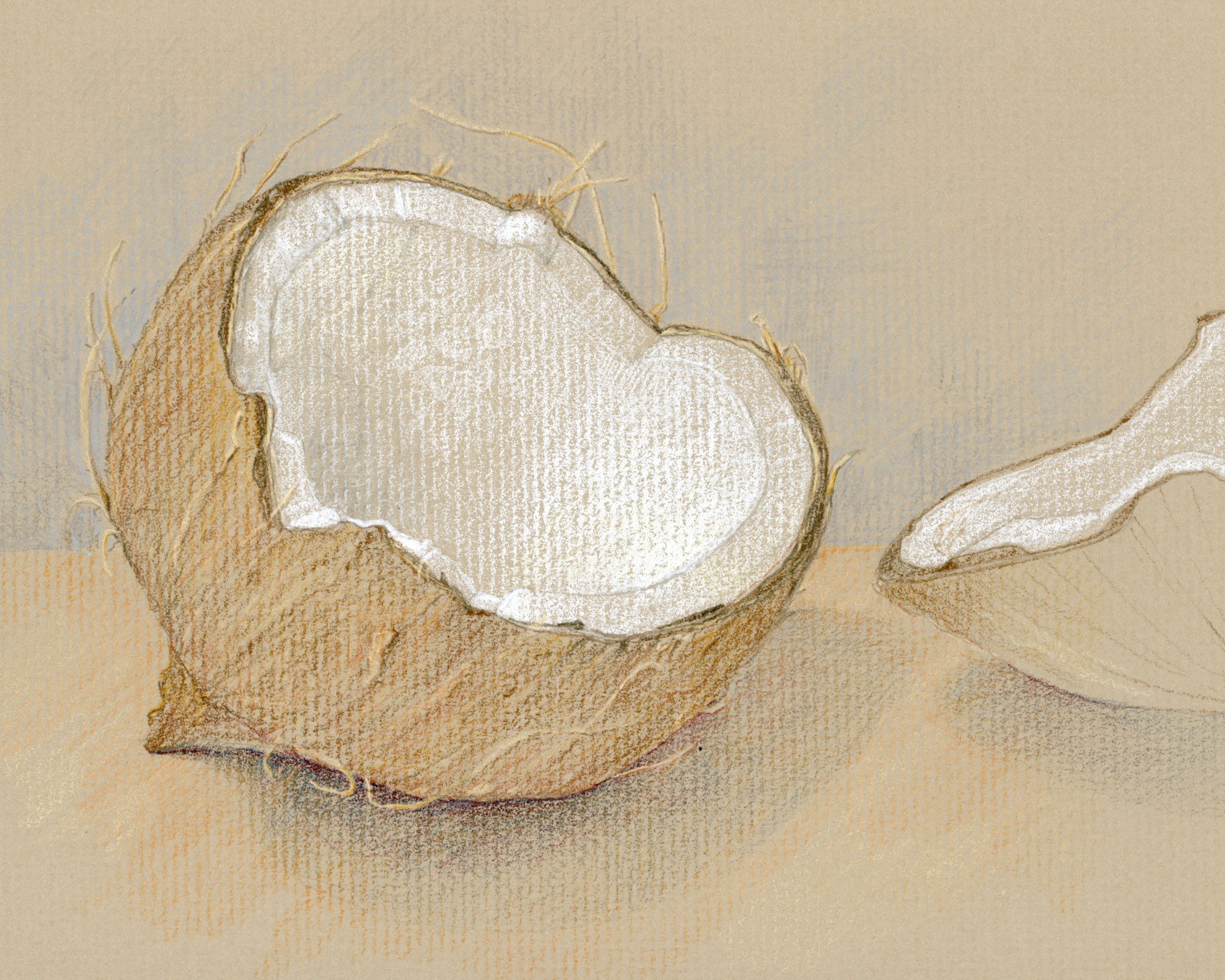 Coconut, colored pencil on toned paper
