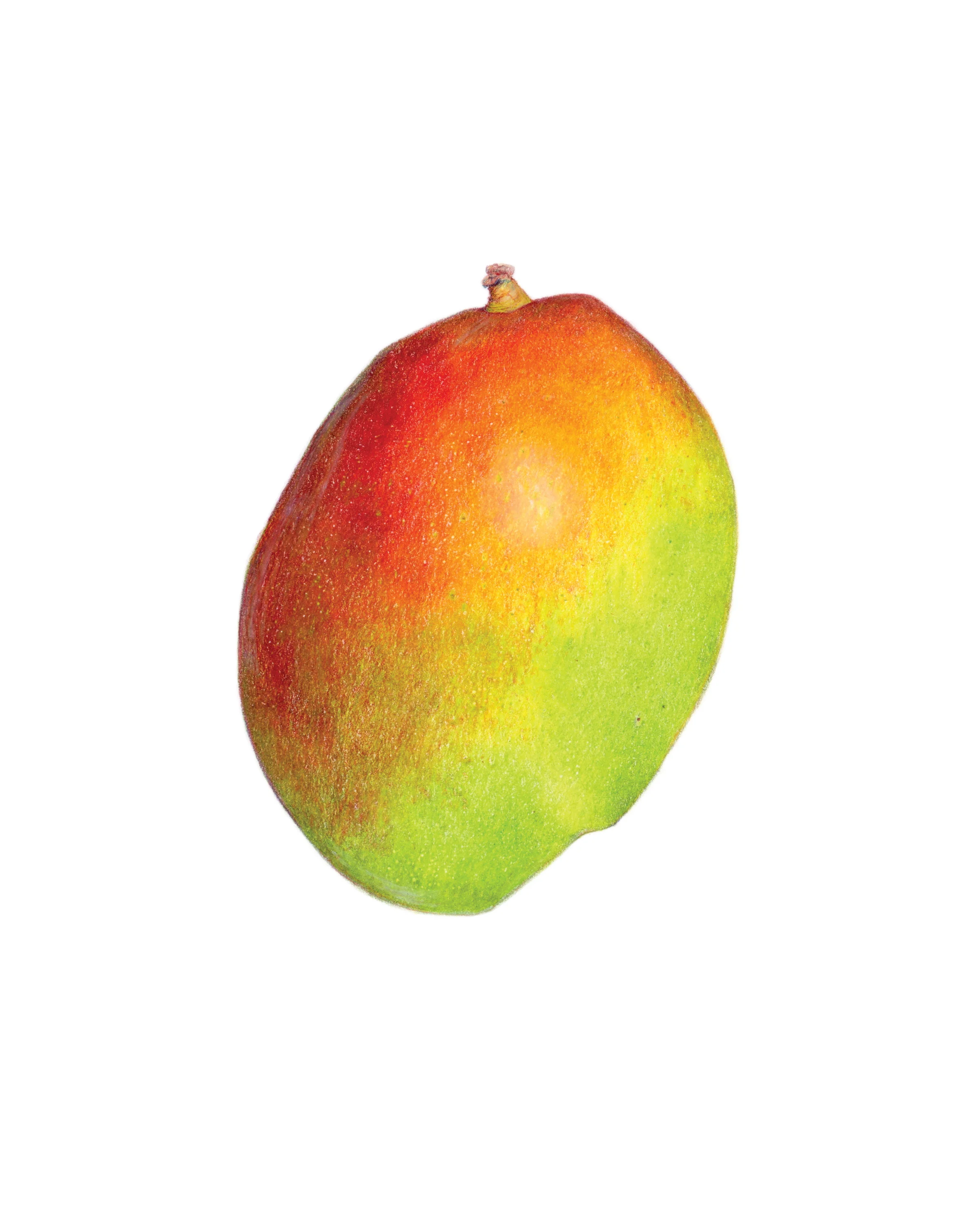 Mango, colored pencil
