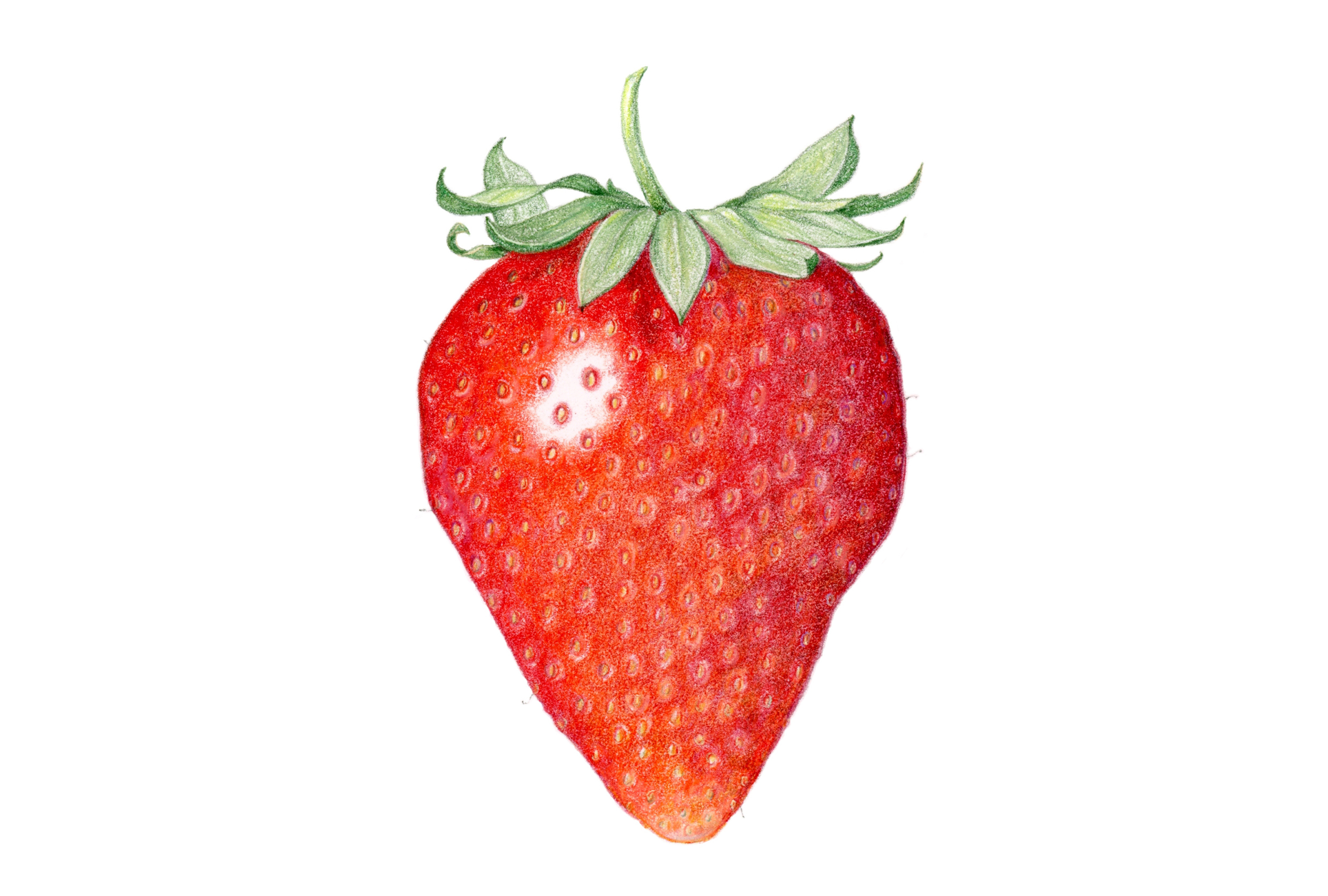 Strawberry, colored pencil