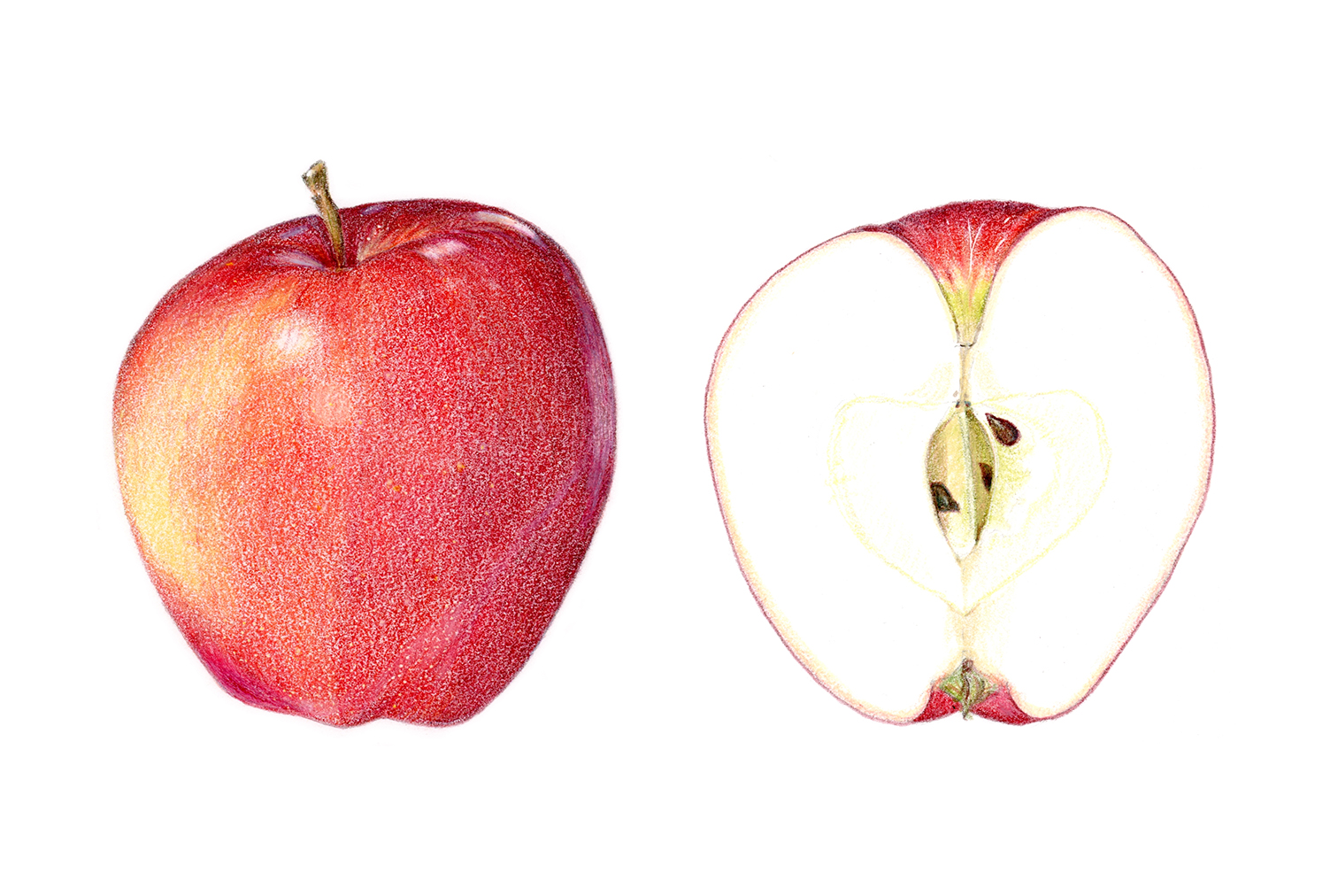 Gala apple, colored pencil