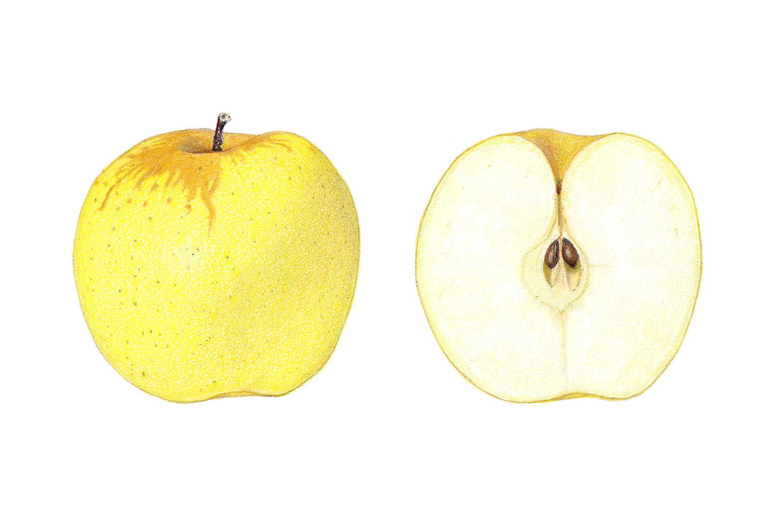 Golden delicious apple, colored pencil