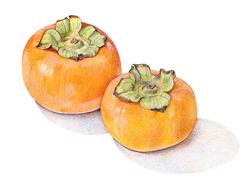 Fuyu persimmons, colored pencil