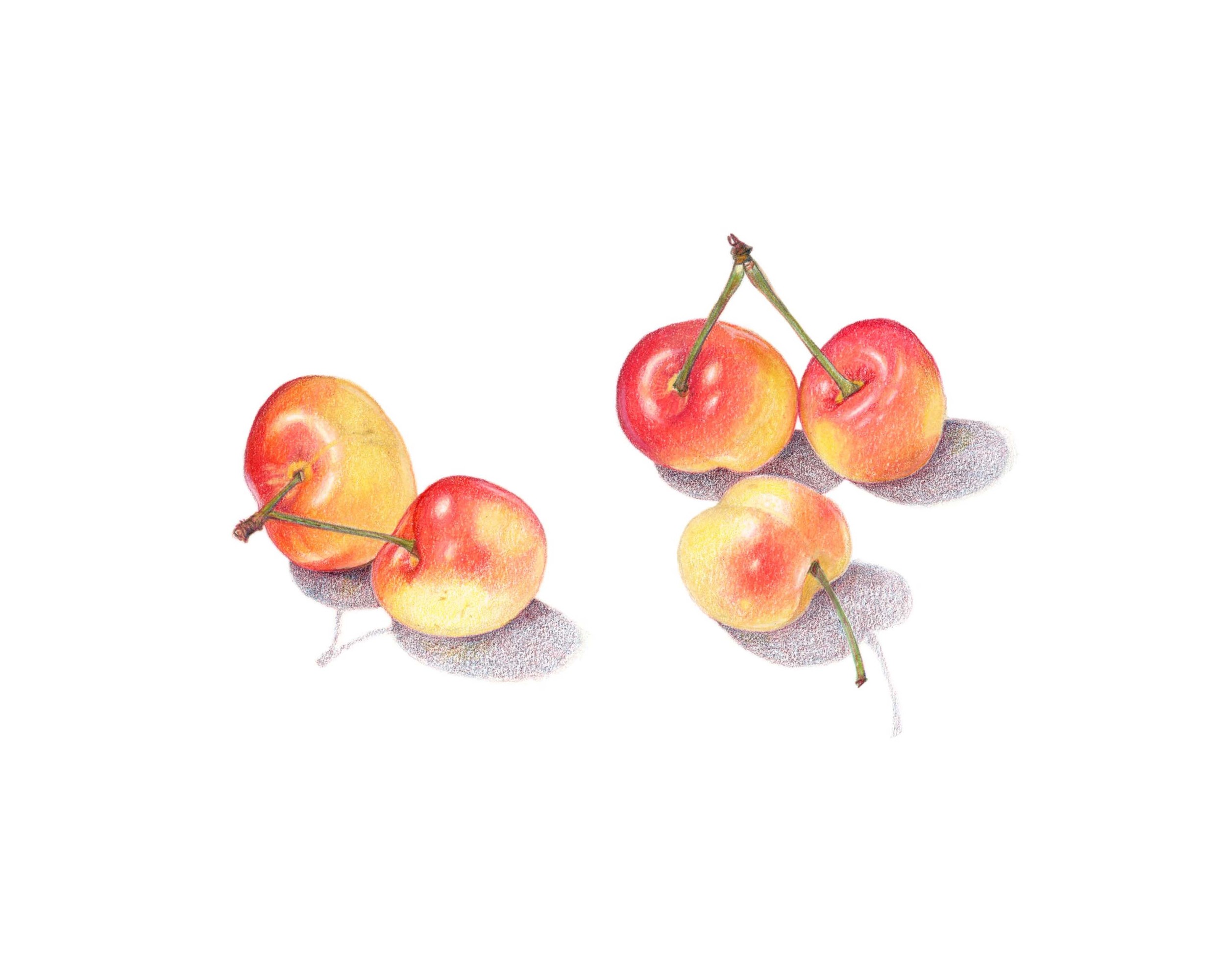 Rainier Cherries