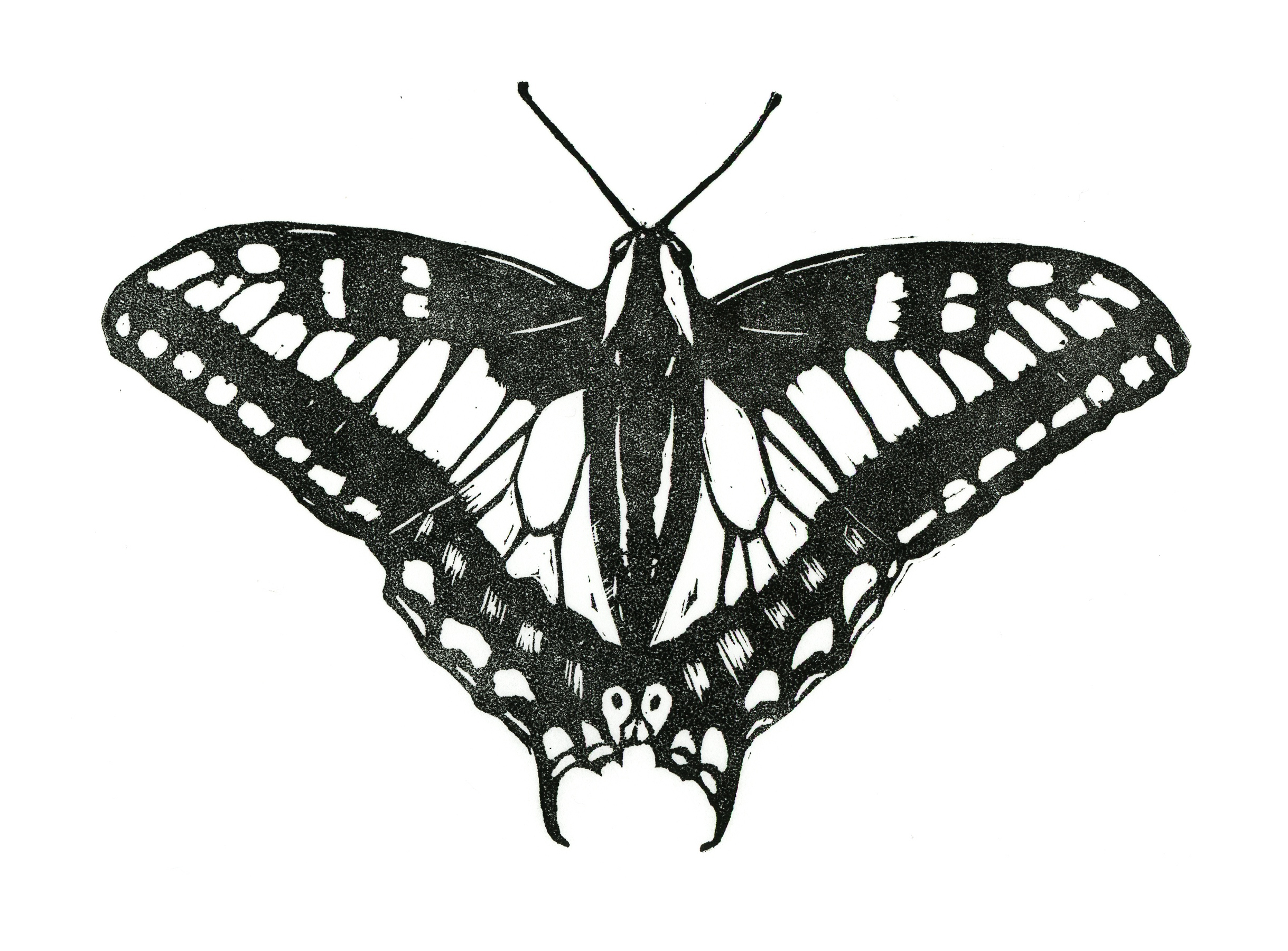 Swallowtail162.jpg