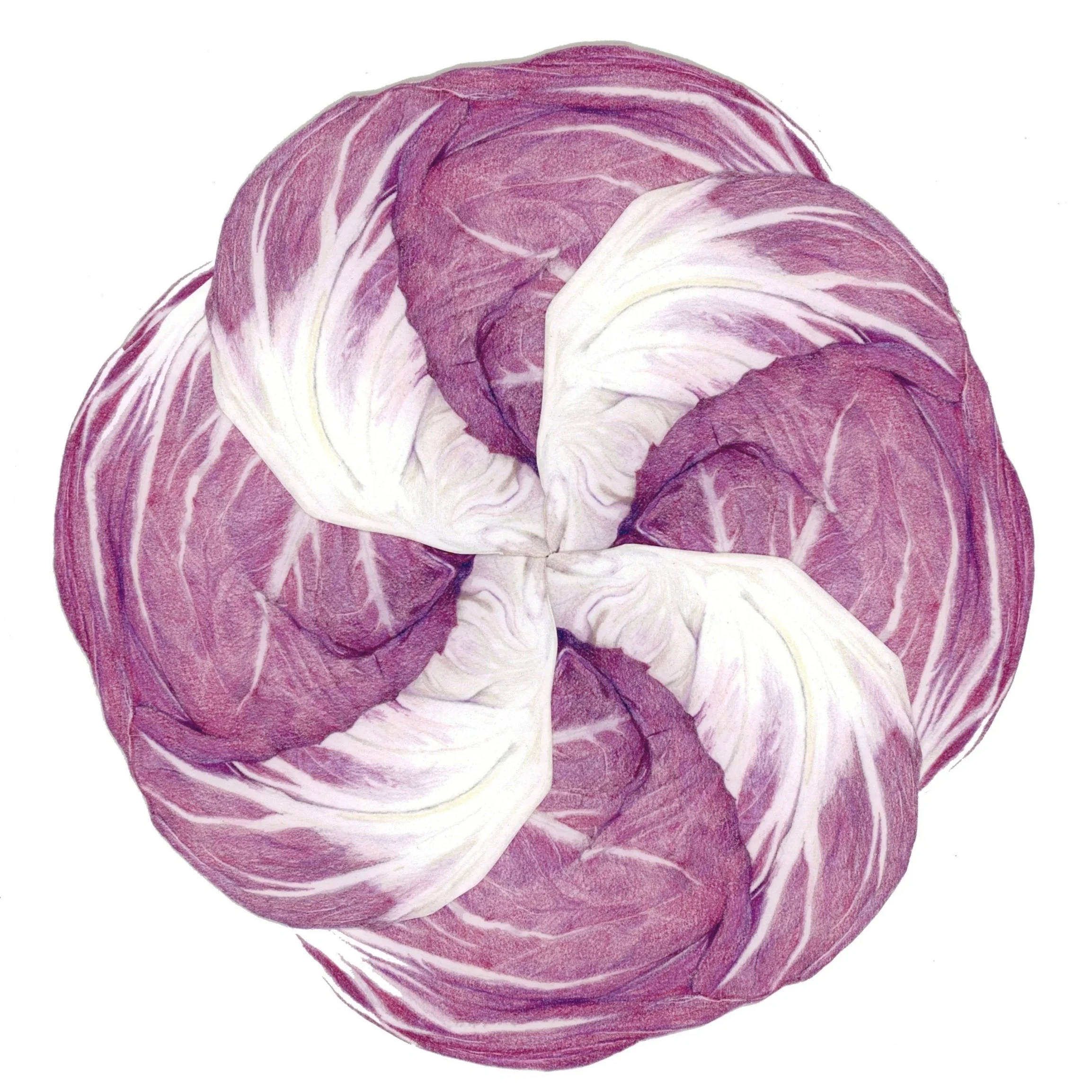 Radicchio_Assembled4_submission.jpg