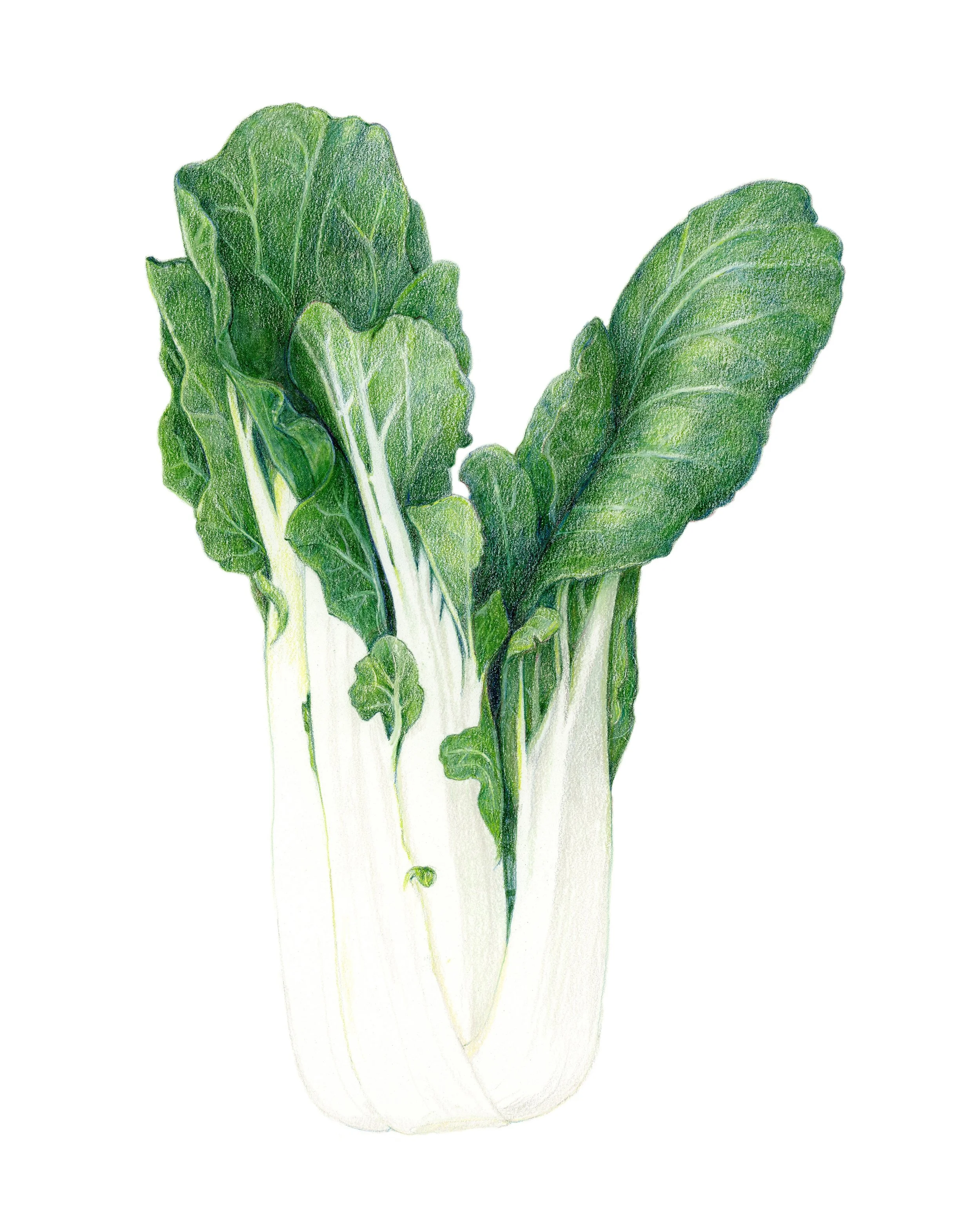 BokChoy_300.jpg