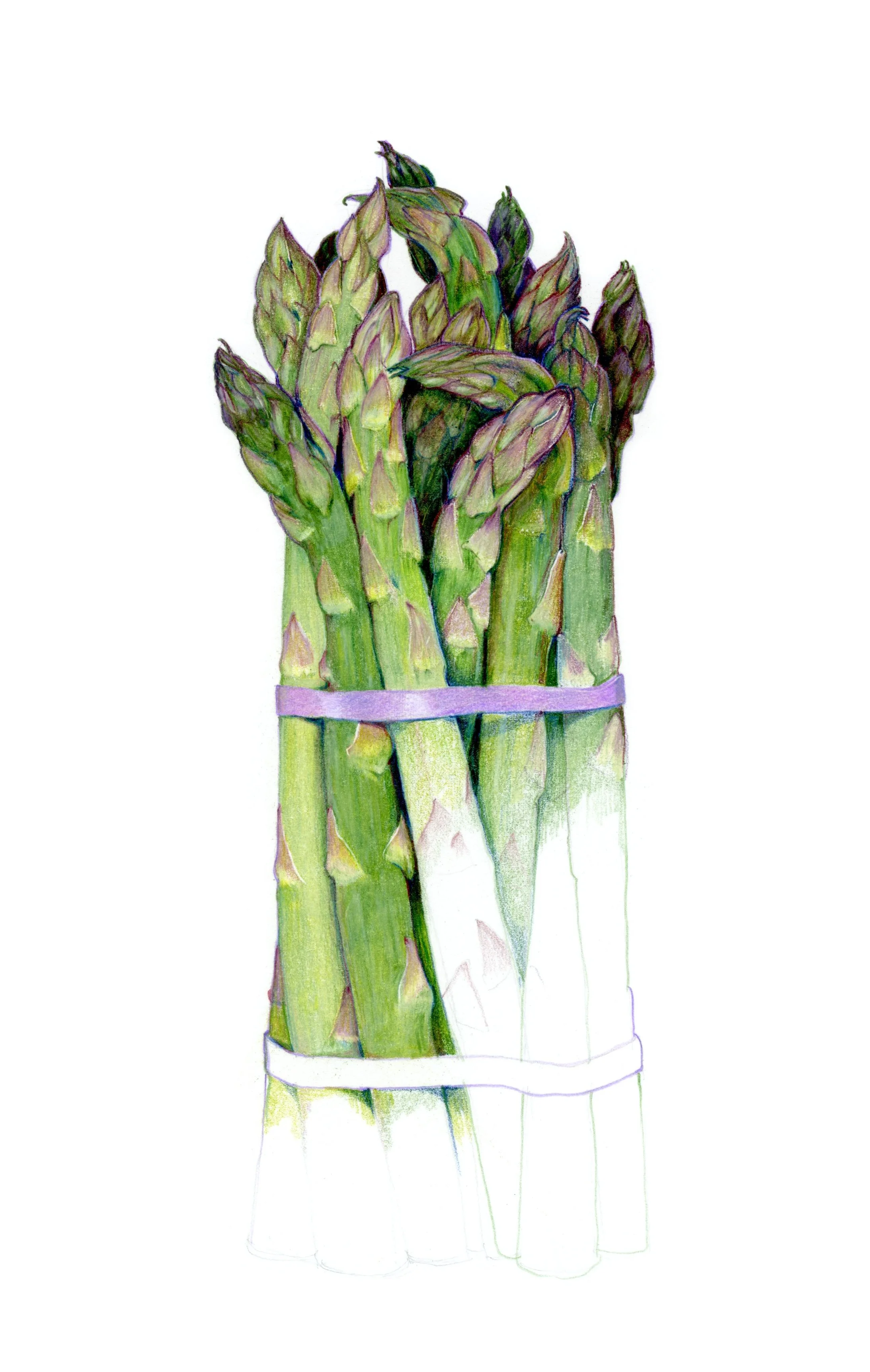 Asparagus023.jpg