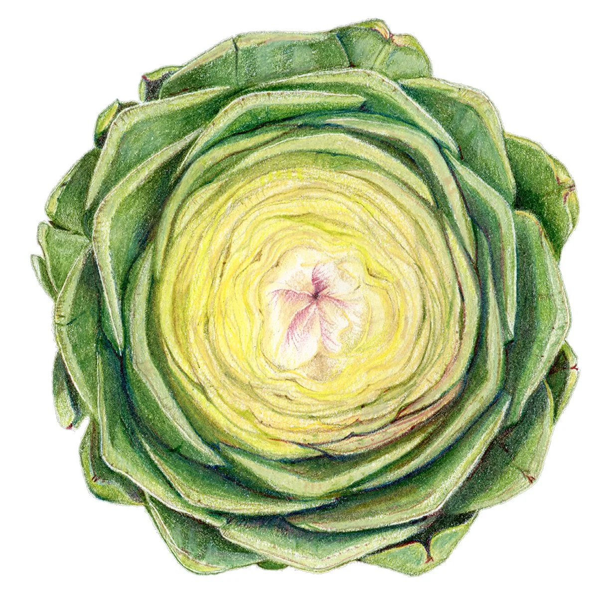 ArtichokeCrossRe-scan160096.jpg